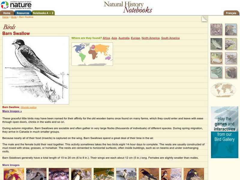 Canadian Museum of Nature: Barn Swallow Handout Canadian Museum of Nature: Barn Swallow Handout
