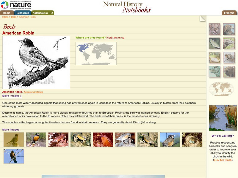 Canadian Museum of Nature: American Robin Handout Canadian Museum of Nature: American Robin Handout