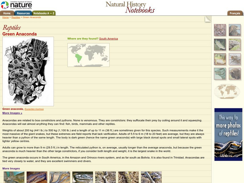 Canadian Museum of Nature: Anaconda Handout Canadian Museum of Nature: Anaconda Handout