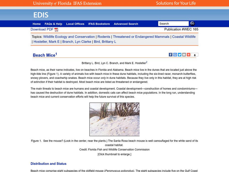 University of Florida: Beach Mice Article