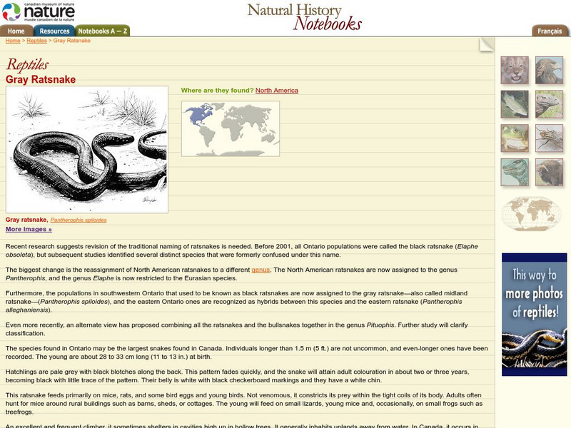 Canadian Museum of Nature: Gray Ratsnake Handout Canadian Museum of Nature: Gray Ratsnake Handout