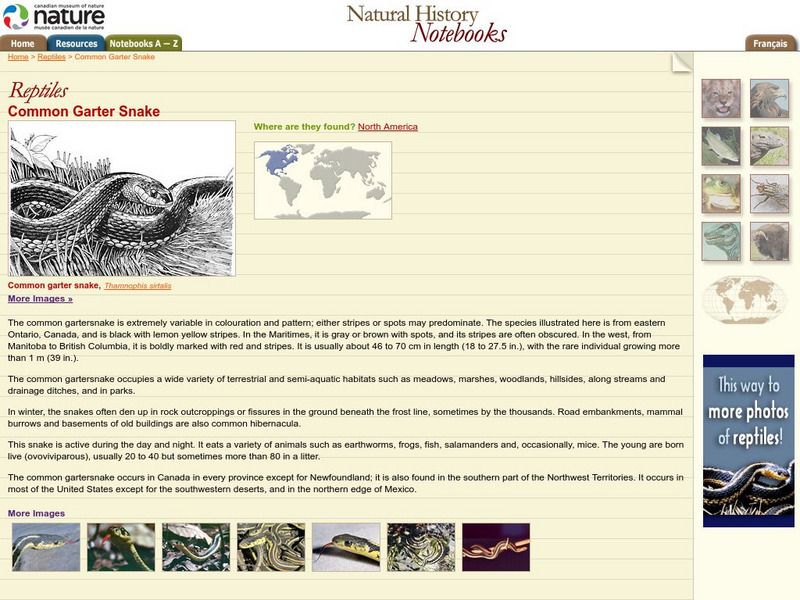 Canadian Museum of Nature: Garter Snake Handout Canadian Museum of Nature: Garter Snake Handout
