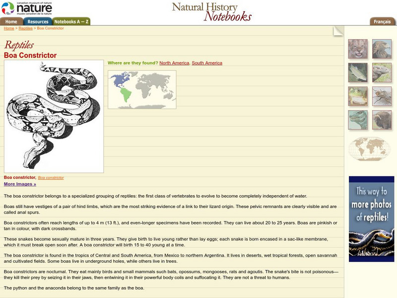 Canadian Museum of Nature: Boa Constrictor Handout