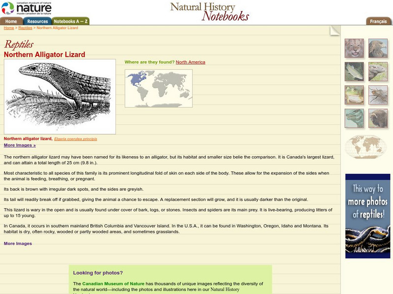 Canadian Museum of Nature: Northern Alligator Lizard Handout Canadian Museum of Nature: Northern Alligator Lizard Handout