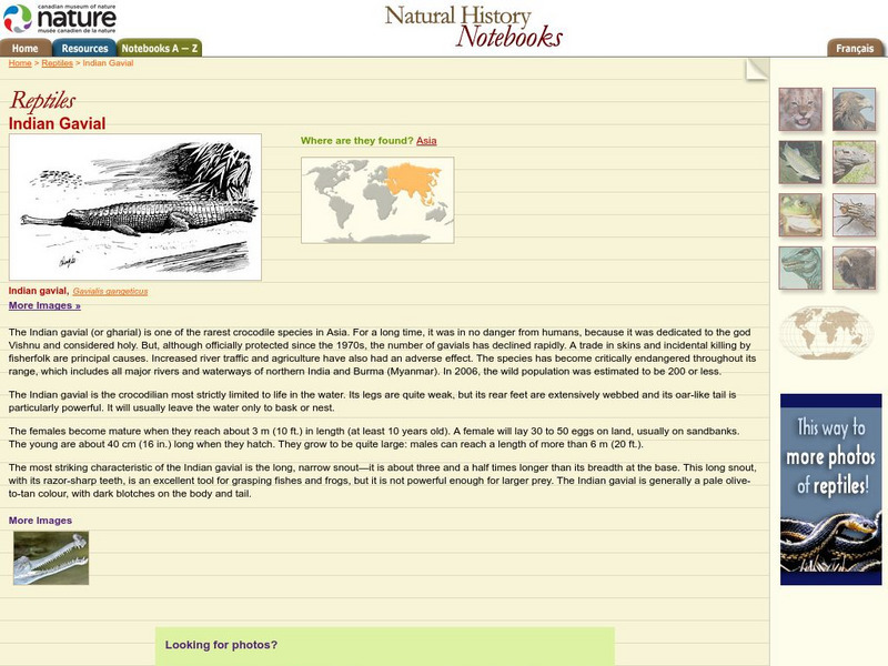 Canadian Museum of Nature: Indian Gavial Handout