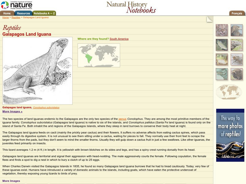 Canadian Museum of Nature: Galapagos Land Inguana Handout