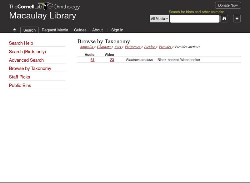 Macaulay Library: Black Backed Woodpecker Video Instructional Video Macaulay Library: Black Backed Woodpecker Video Instructional Video
