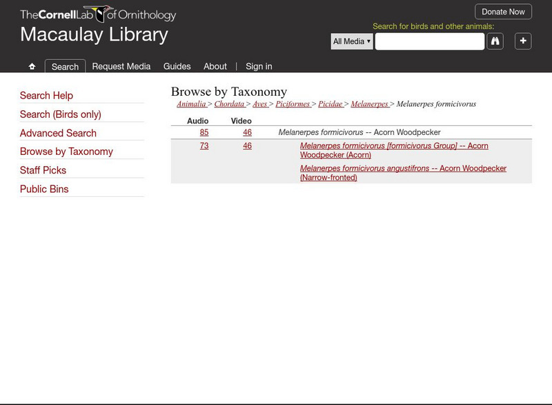Macaulay Library: Acorn Woodpecker Instructional Video Macaulay Library: Acorn Woodpecker Instructional Video