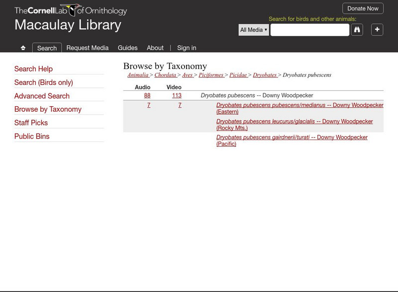 Macaulay Library: Downy Woodpecker Instructional Video Macaulay Library: Downy Woodpecker Instructional Video