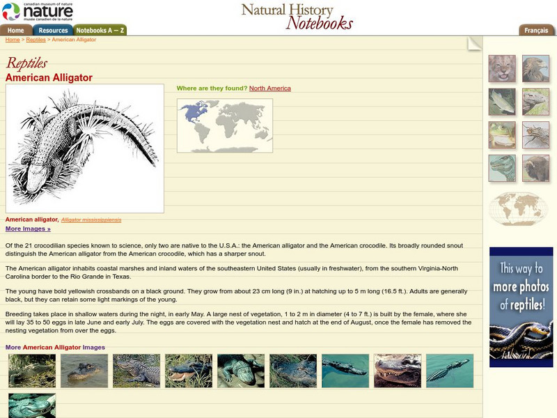 Canadian Museum of Nature: American Alligator Handout