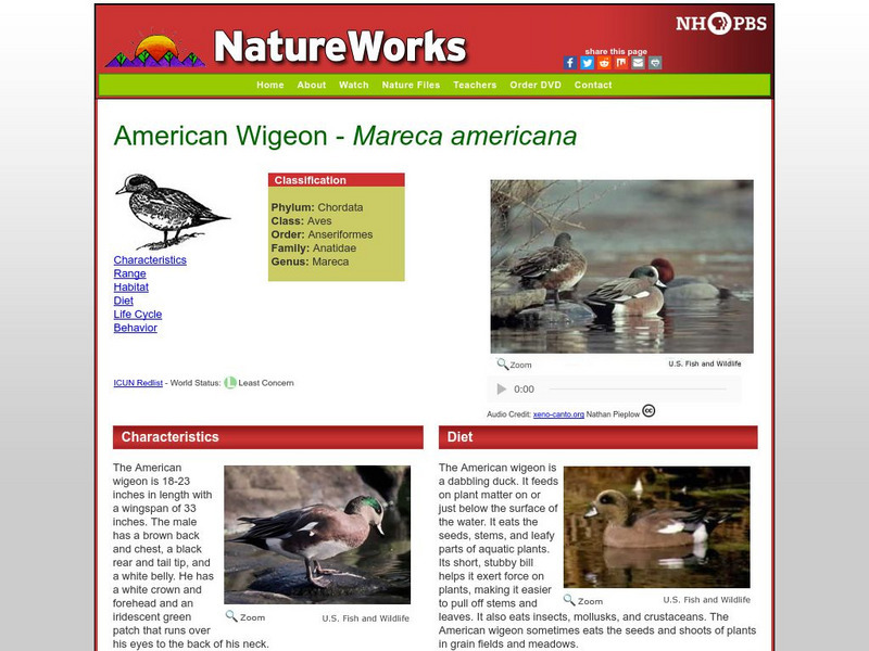 Nh Pbs: Nature Works: American Wigeon Handout