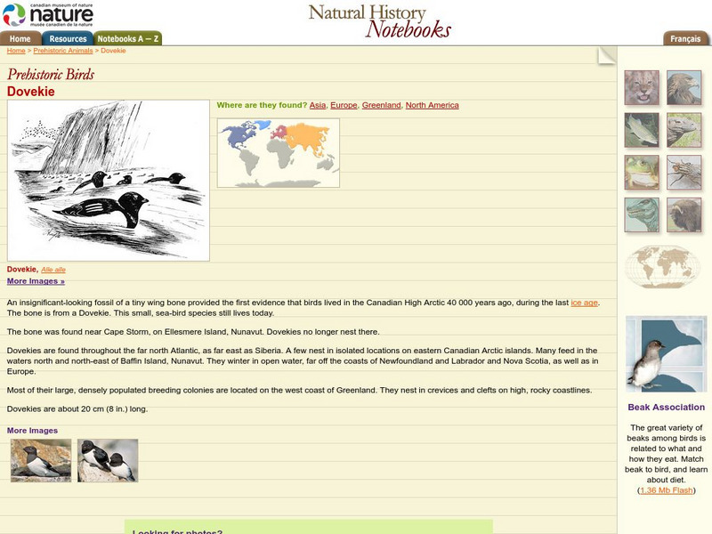 Canadian Museum of Nature: Dovekie Handout