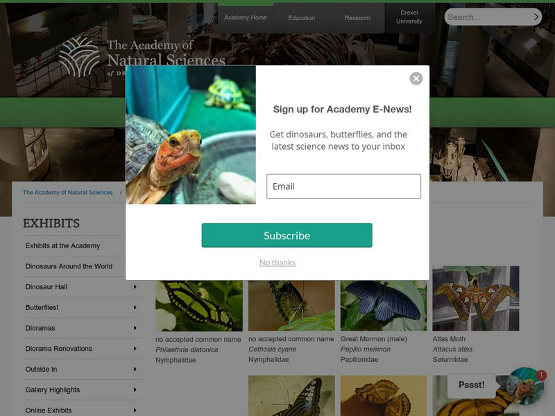 Academy of Natural Sciences: Butterfly Gallery 1 Graphic Academy of Natural Sciences: Butterfly Gallery 1 Graphic