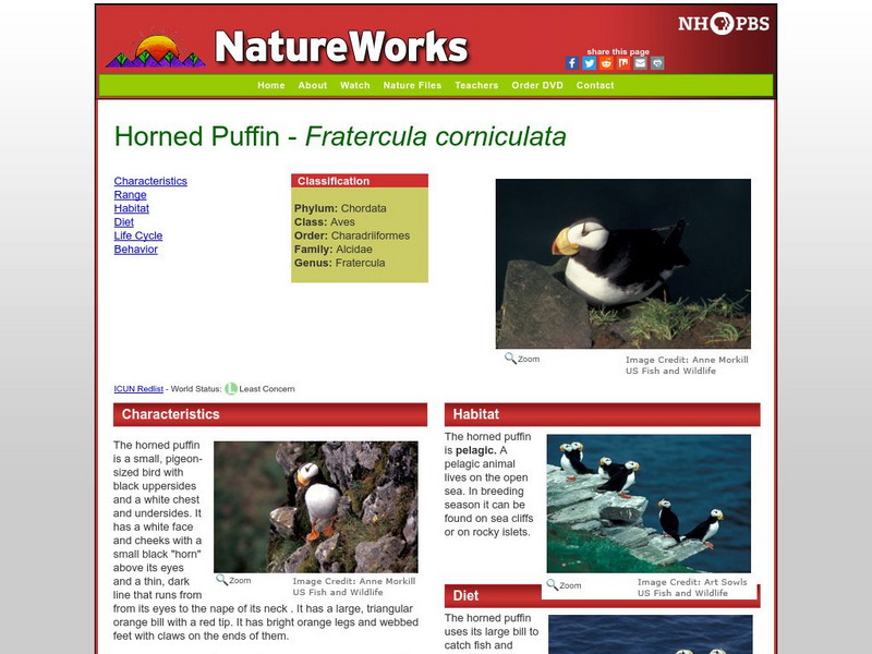 Nh Pbs: Nature Works: Horned Puffin Handout Nh Pbs: Nature Works: Horned Puffin Handout