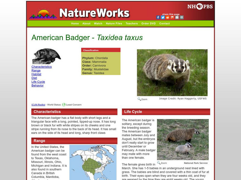 Nh Pbs: Nature Works: American Badger Handout Nh Pbs: Nature Works: American Badger Handout