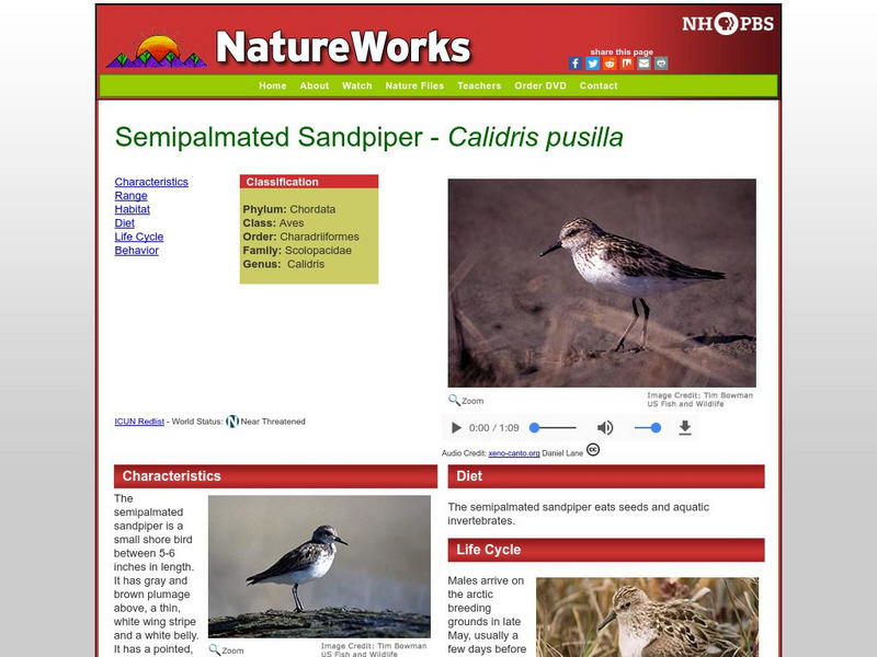 Nh Pbs: Nature Works: Semipalmated Sandpiper Handout Nh Pbs: Nature Works: Semipalmated Sandpiper Handout