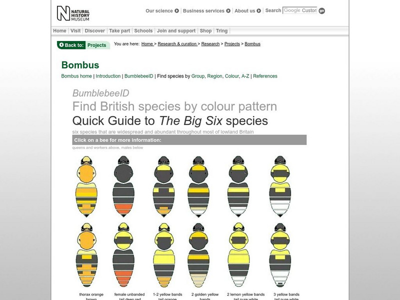 Natural History Museum: Bumble Bees Unit Plan