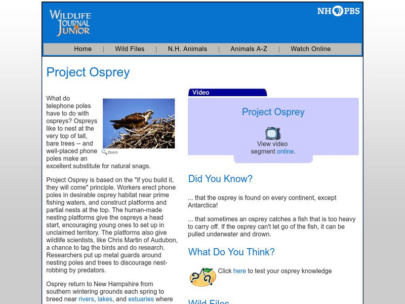 Nh Pbs: Wildlife Journal Jr: Project Osprey Activity Nh Pbs: Wildlife Journal Jr: Project Osprey Activity