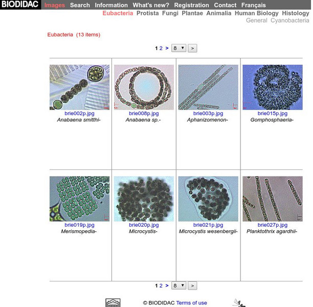 Biodidac: Images: Eubacteria Graphic Biodidac: Images: Eubacteria Graphic