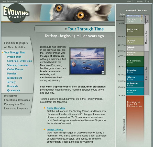 Field Museum: Exhibits: Evolving Planet: Tertiary Website Field Museum: Exhibits: Evolving Planet: Tertiary Website