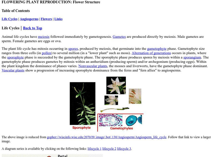 Estrella Mountain Community College: Flower Structure Website Estrella Mountain Community College: Flower Structure Website