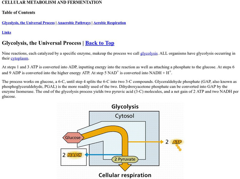 Estrella Mountain: Cellular Metabolism & Fermentation eBook Estrella Mountain: Cellular Metabolism & Fermentation eBook