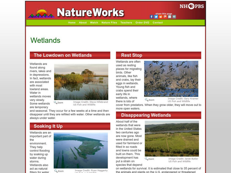 Nh Pbs: Nature Works: Wetlands Handout Nh Pbs: Nature Works: Wetlands Handout