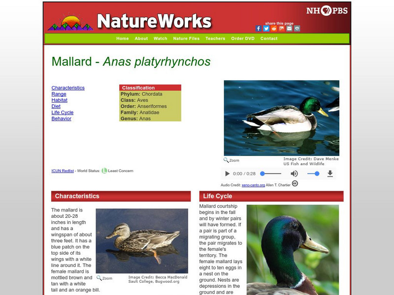 Nh Pbs: Nature Works: Mallard Handout Nh Pbs: Nature Works: Mallard Handout