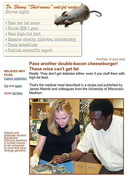 The Why Files: Mice Eat High Fat Diet and Stay Thin Website The Why Files: Mice Eat High Fat Diet and Stay Thin Website