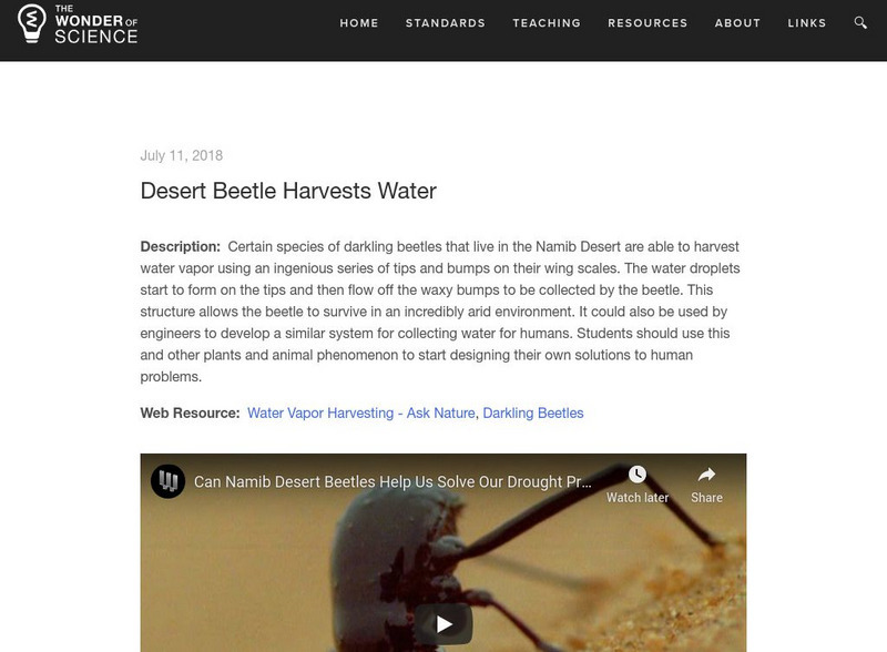 The Wonder of Science:desert Beetle Harvests Water Instructional Video