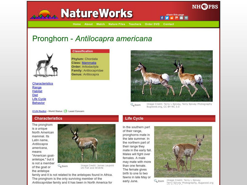 Nh Pbs: Nature Works: Pronghorn Handout