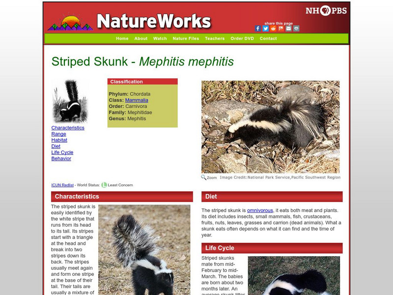 Nh Pbs: Nature Works: Striped Skunk Handout