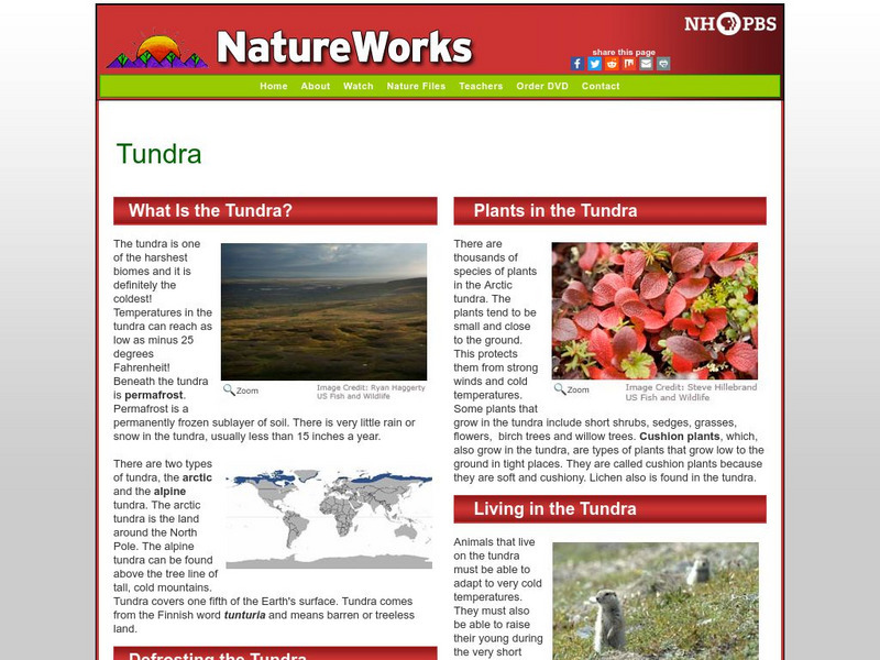 Nh Pbs: Nature Works: Tundra Handout Nh Pbs: Nature Works: Tundra Handout