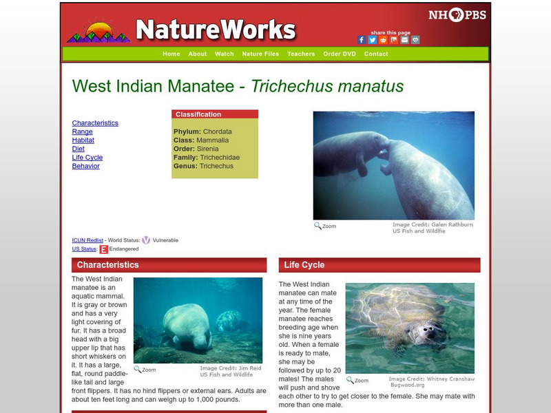 Nh Pbs: Nature Works: West Indian Manatee Handout Nh Pbs: Nature Works: West Indian Manatee Handout