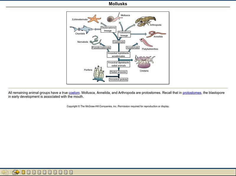 Mc Graw Hill: Mollusks Graphic Mc Graw Hill: Mollusks Graphic