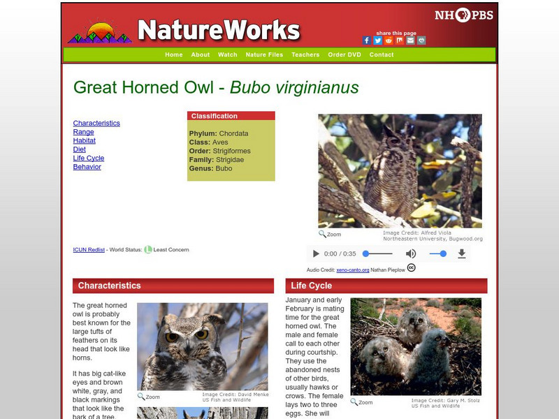 Nh Pbs: Nature Works: The Great Horned Owl Handout Nh Pbs: Nature Works: The Great Horned Owl Handout