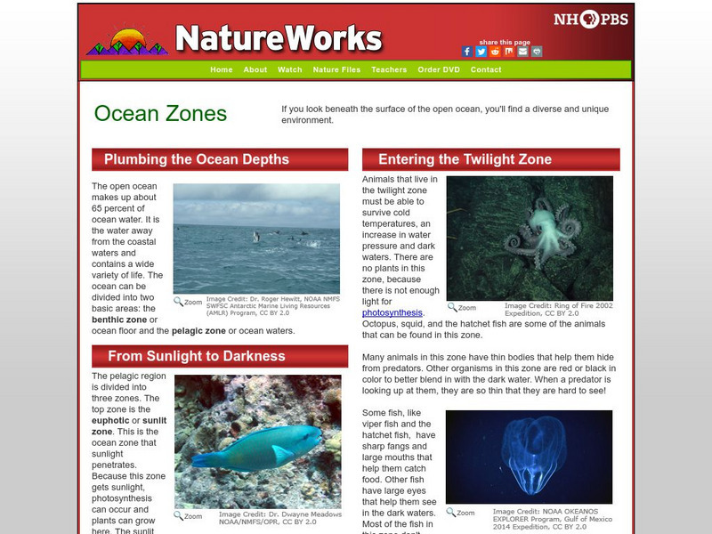 Nh Pbs: Nature Works: Ocean Zones Handout Nh Pbs: Nature Works: Ocean Zones Handout