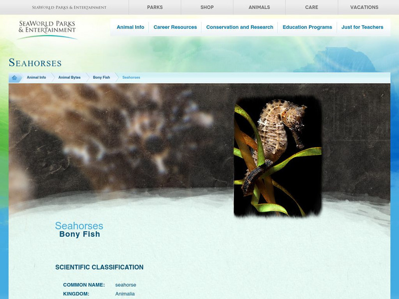 Sea World and Busch Gardens Animal Bytes: Seahorse Website