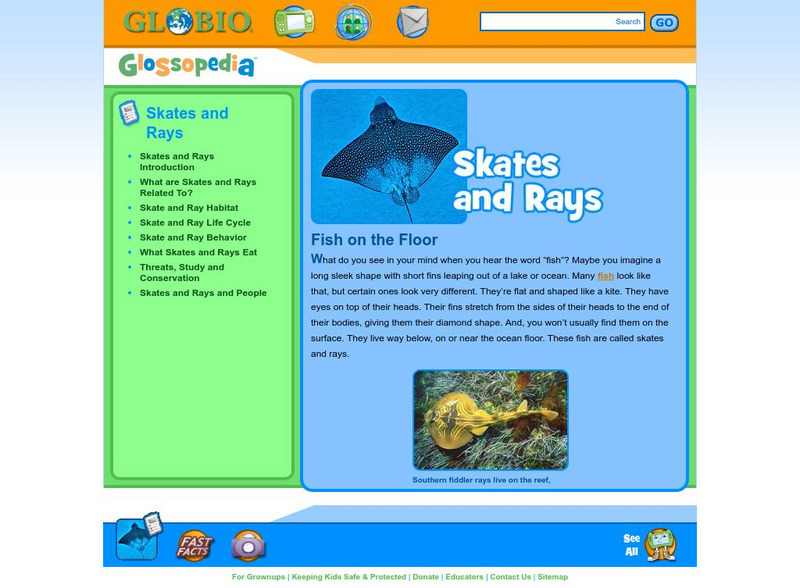 Glossopedia: Skates and Rays Handout Glossopedia: Skates and Rays Handout