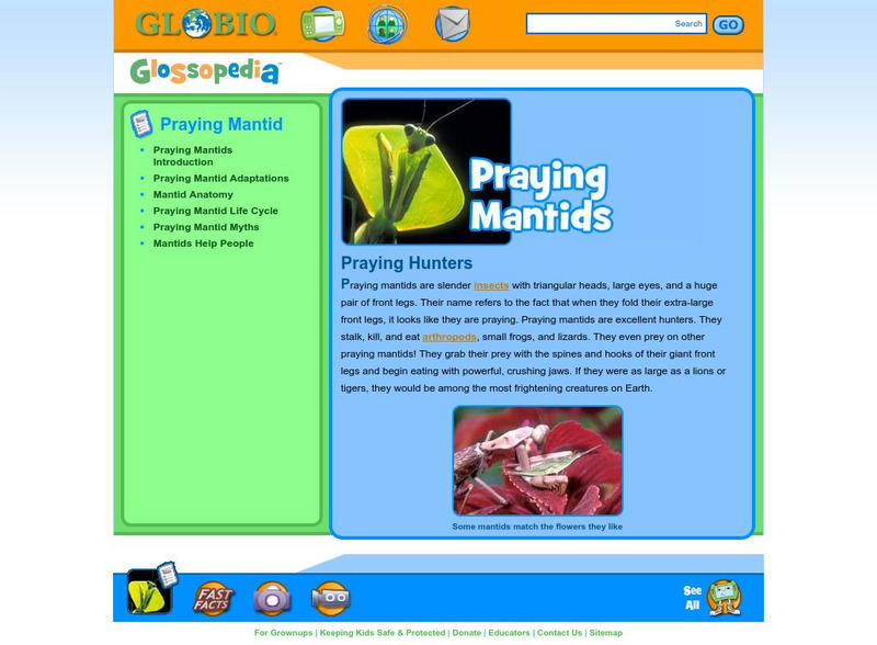 Glossopedia: Praying Mantid Handout Glossopedia: Praying Mantid Handout