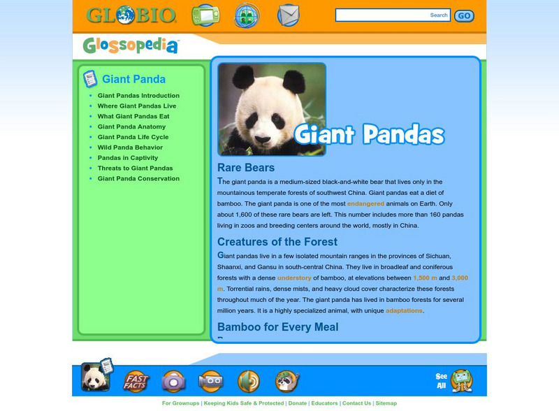 Glossopedia: Giant Panda Handout Glossopedia: Giant Panda Handout
