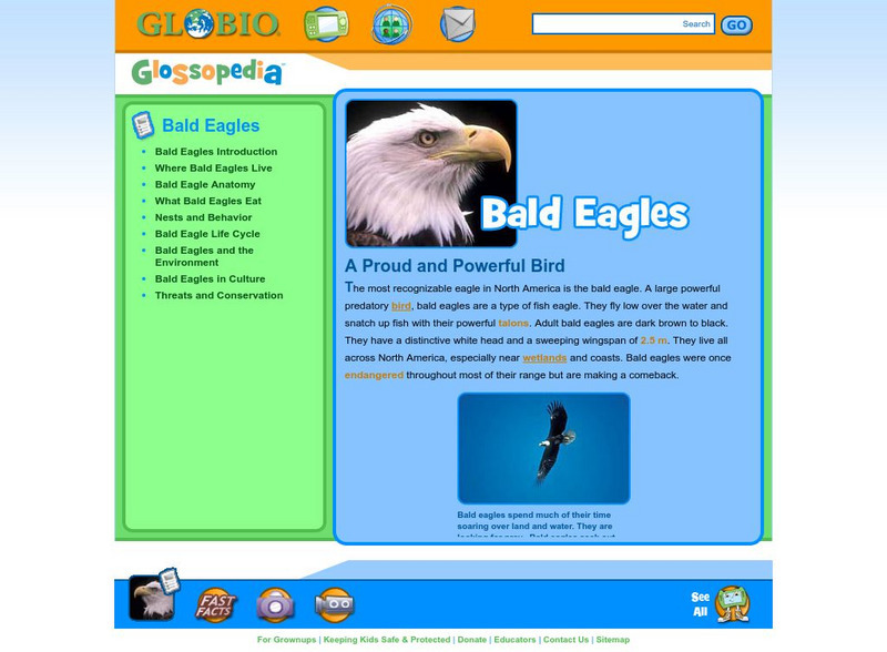 Glossopedia: Bald Eagles Handout Glossopedia: Bald Eagles Handout