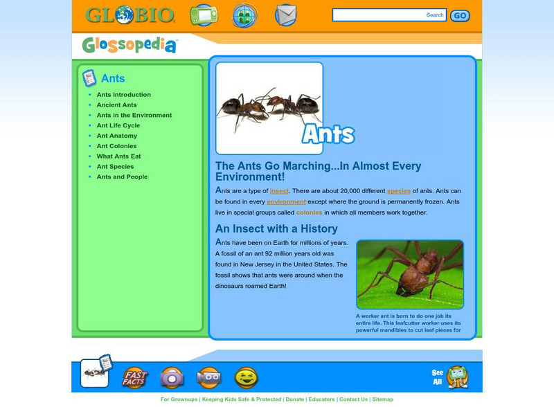 Glossopedia: Ants Handout Glossopedia: Ants Handout