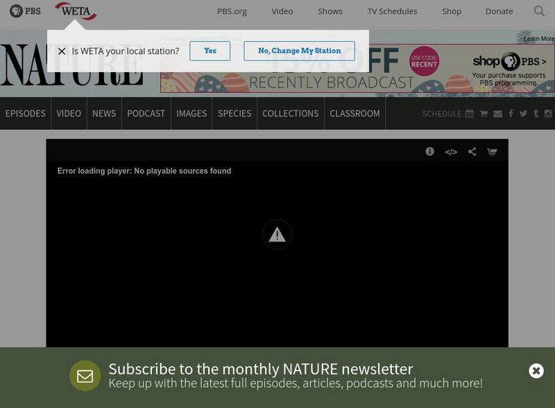 Pbs: Nature: Clever Monkeys Website Pbs: Nature: Clever Monkeys Website