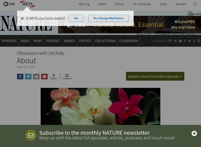 Pbs: Nature: Obsession With Orchids Website Pbs: Nature: Obsession With Orchids Website