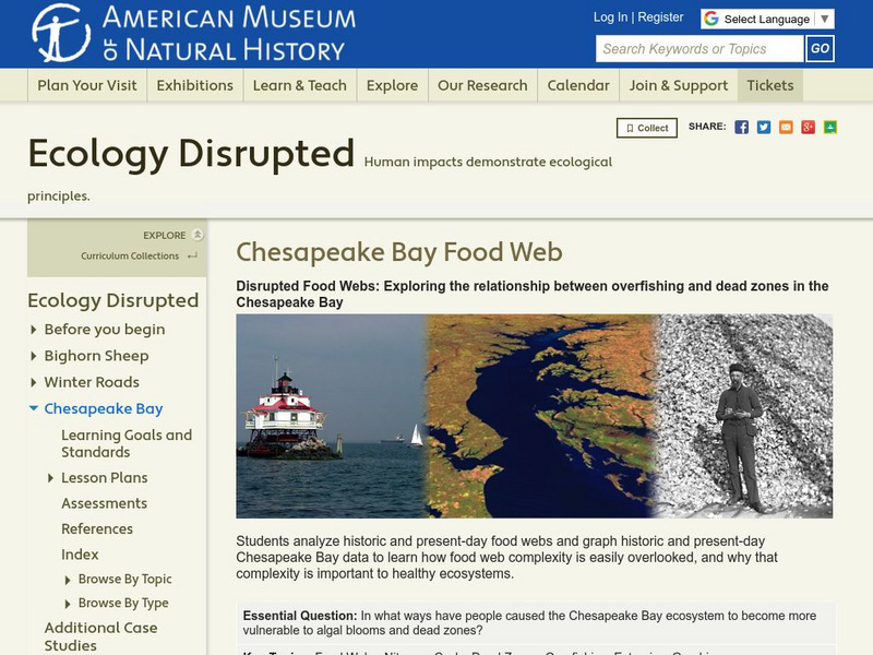 American Museum of Natural History: Ecology Disrupted: Chesapeake Bay Food Web Lesson Plan American Museum of Natural History: Ecology Disrupted: Chesapeake Bay Food Web Lesson Plan