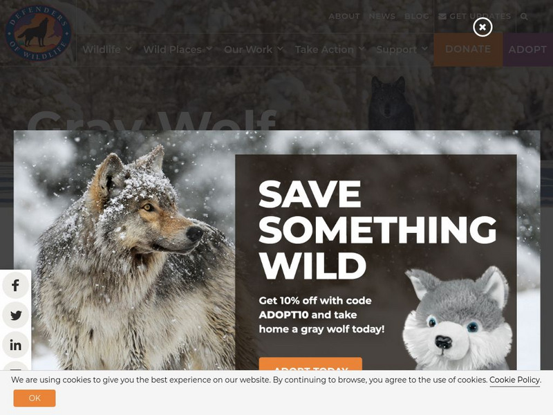 Kids' Planet: Wolf Discovery Curriculum Website Kids' Planet: Wolf Discovery Curriculum Website