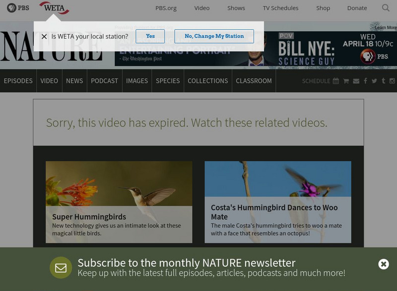 Pbs Video: Hummingbirds: Magic in the Air Instructional Video Pbs Video: Hummingbirds: Magic in the Air Instructional Video