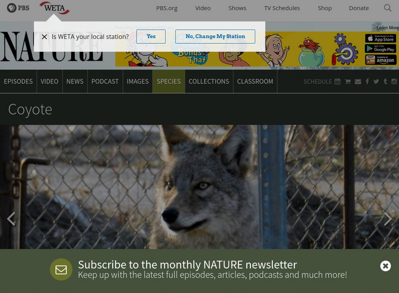 Pbs Nature: Coyote Handout Pbs Nature: Coyote Handout
