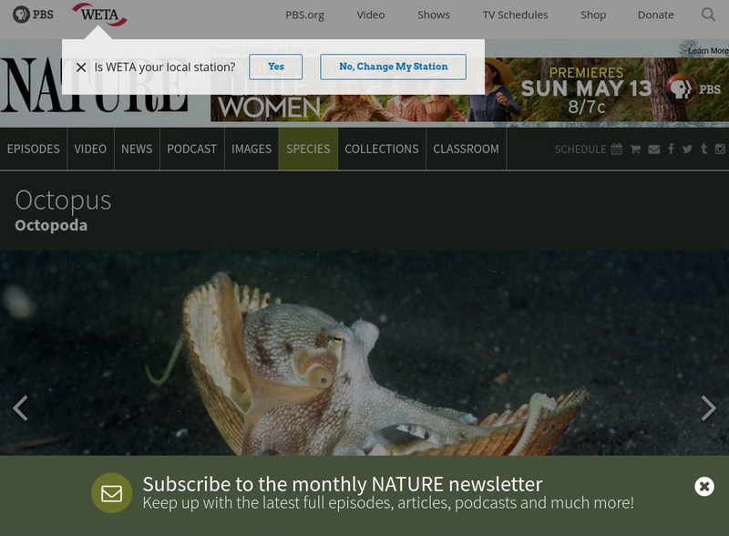 Pbs Nature: Octopus Handout Pbs Nature: Octopus Handout